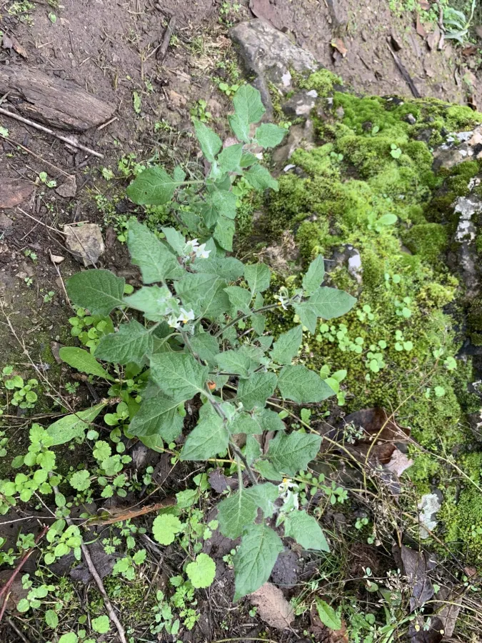 Solanum villosum