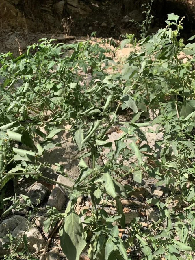 Solanum villosum