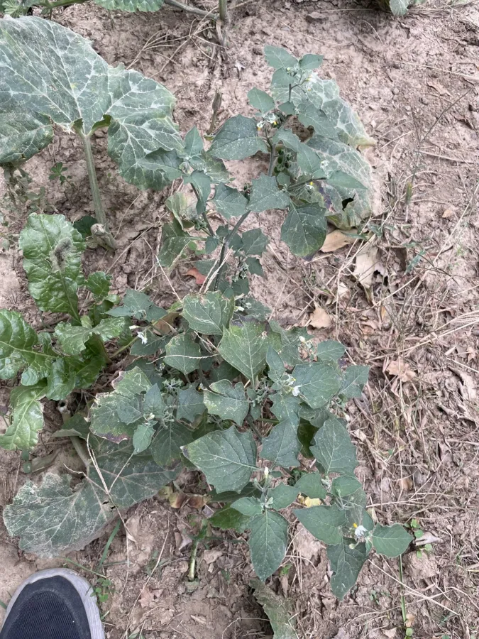 Solanum villosum