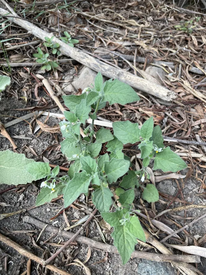 Solanum villosum