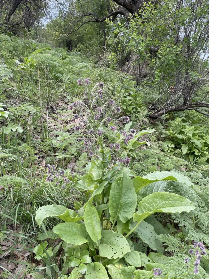 Solenanthus circinnatus