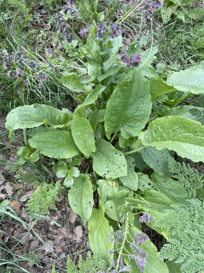 Solenanthus circinnatus