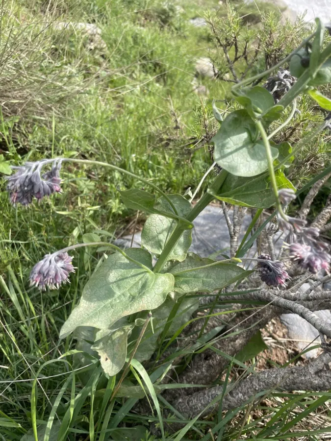 Solenanthus circinnatus