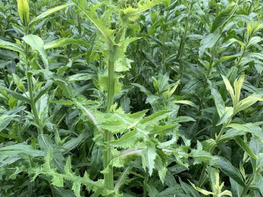 Sonchus asper