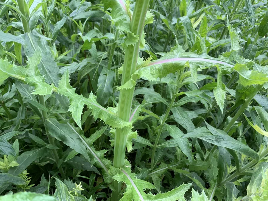 Sonchus asper
