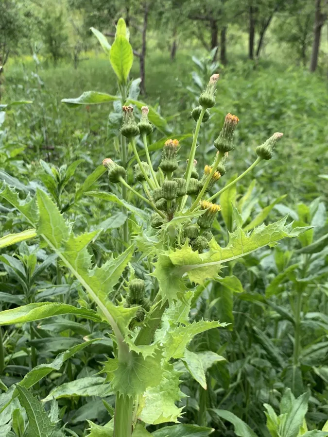 Sonchus asper