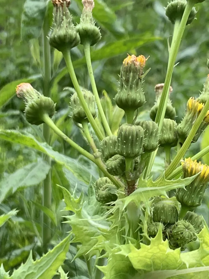 Sonchus asper