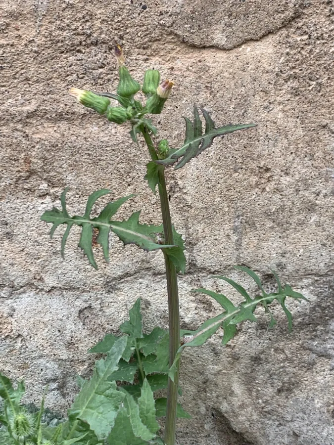 Sonchus oleraceus