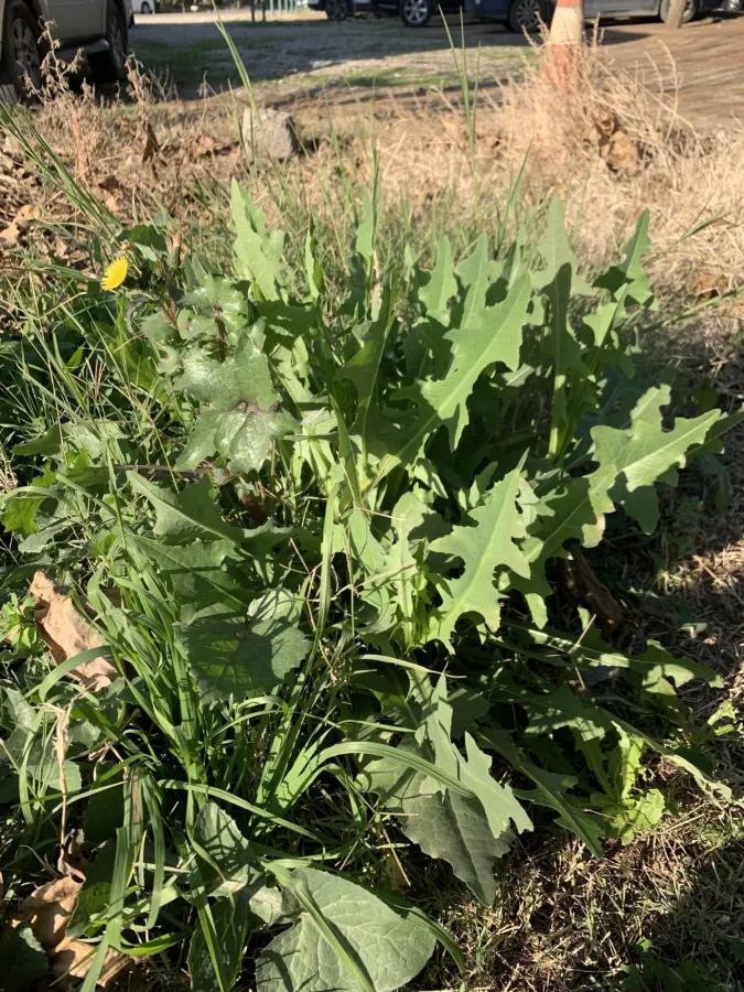 Sonchus oleraceus