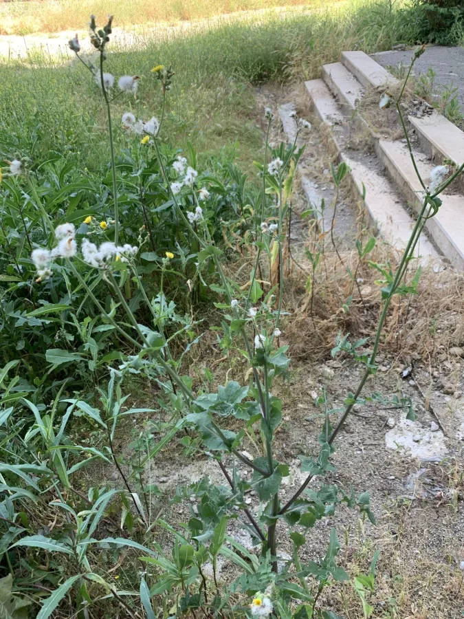 Sonchus oleraceus