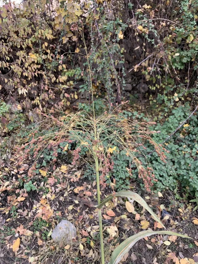 Sorghum bicolor