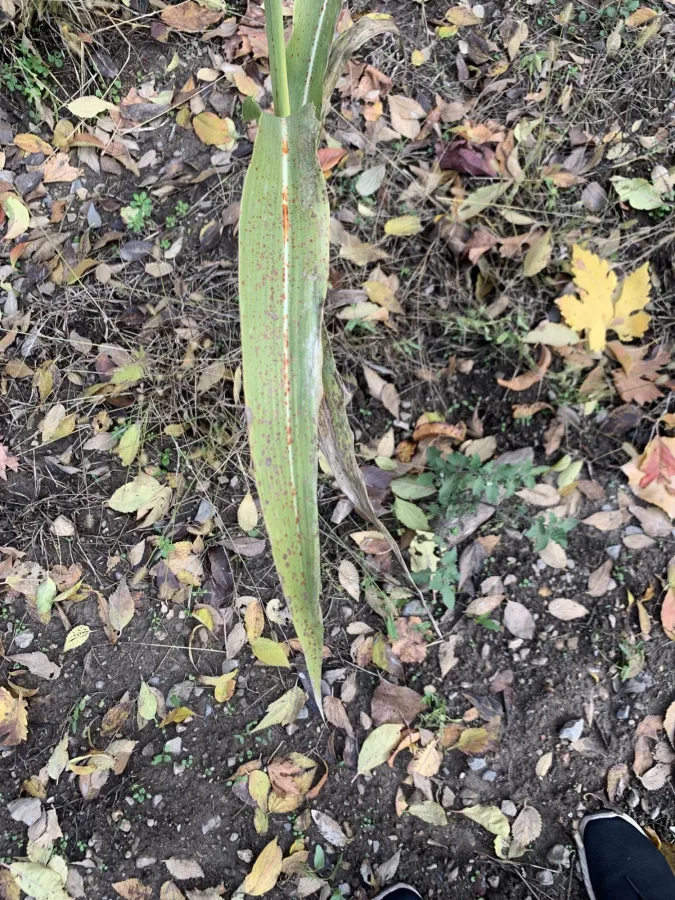 Sorghum bicolor