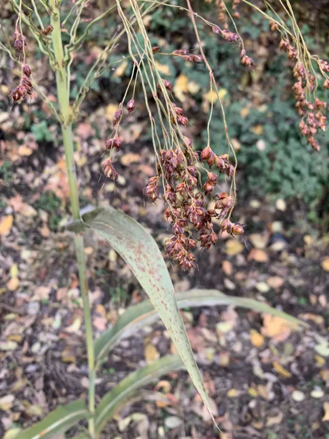 Sorghum bicolor