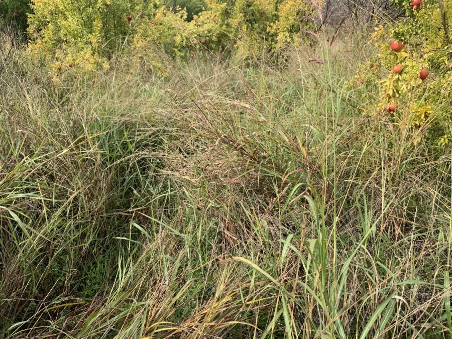 Sorghum halepense