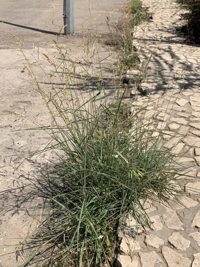 Sorghum halepense