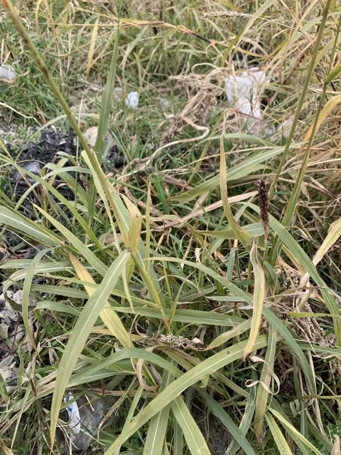 Sorghum halepense