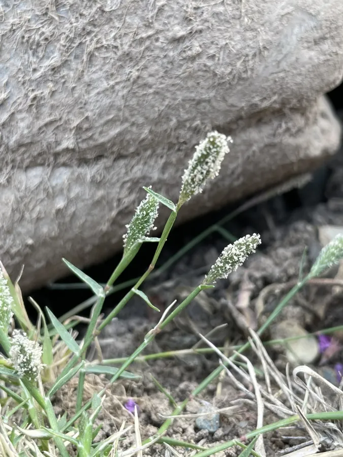 Sporobolus alopecuroides