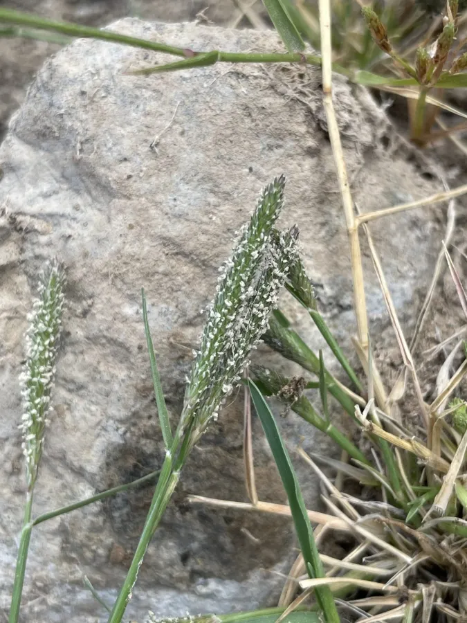 Sporobolus alopecuroides