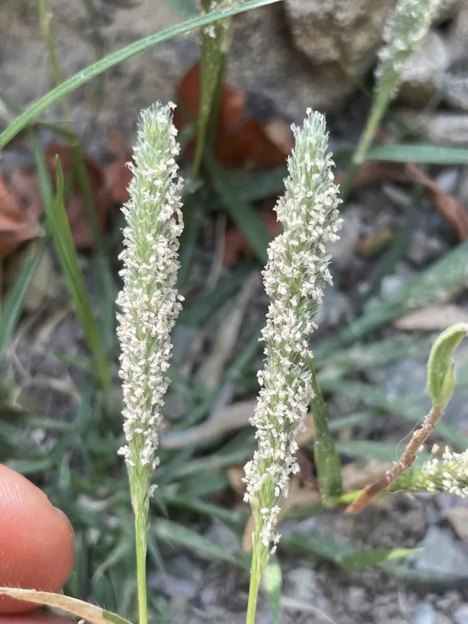 Sporobolus alopecuroides
