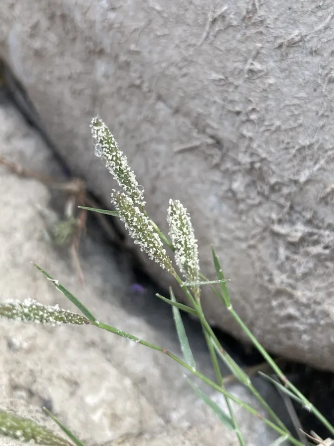 Sporobolus alopecuroides