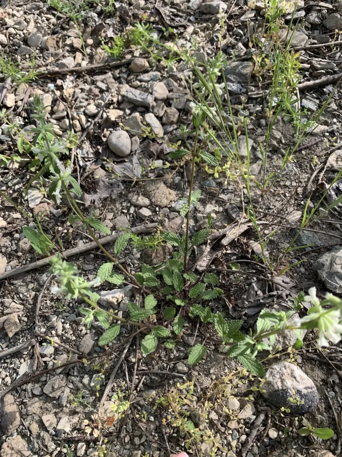 Stachys annua