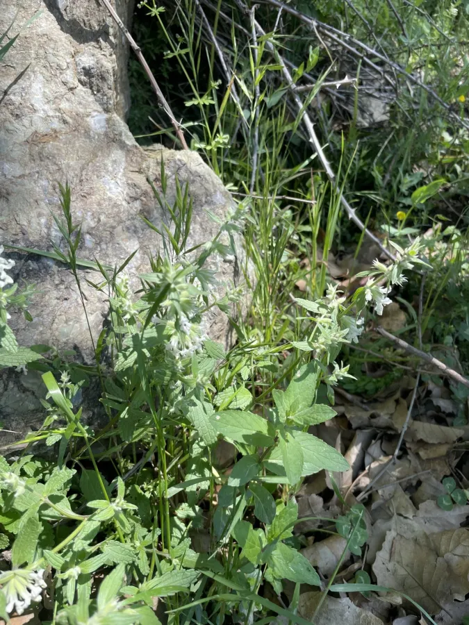 Stachys annua