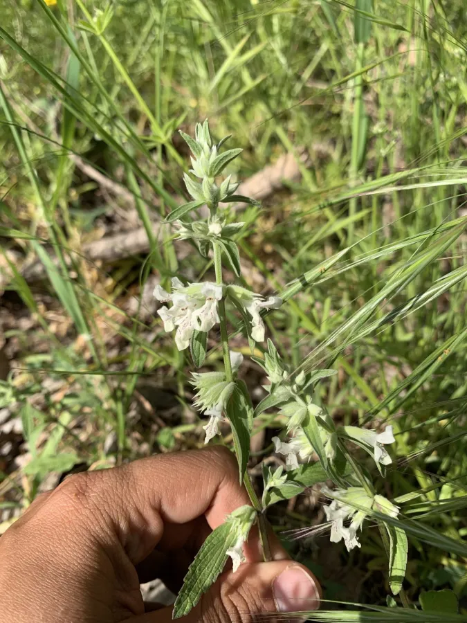 Stachys annua