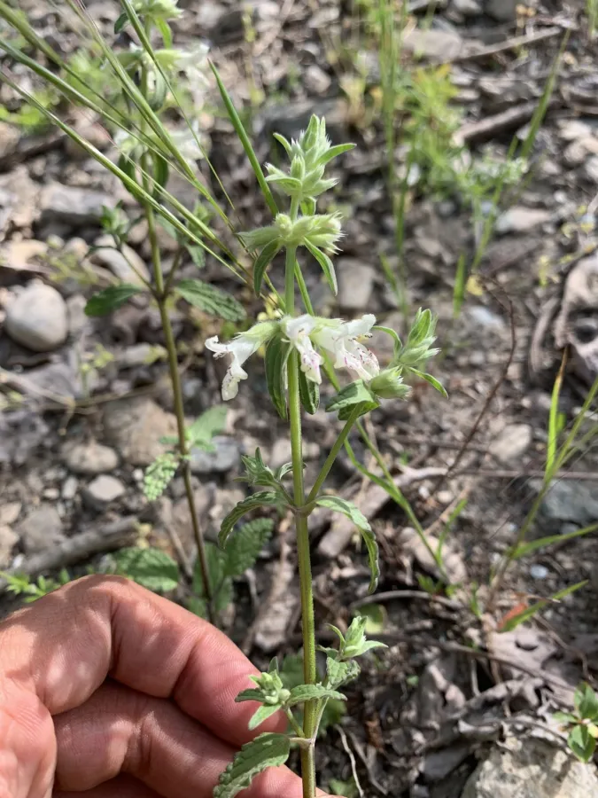Stachys annua