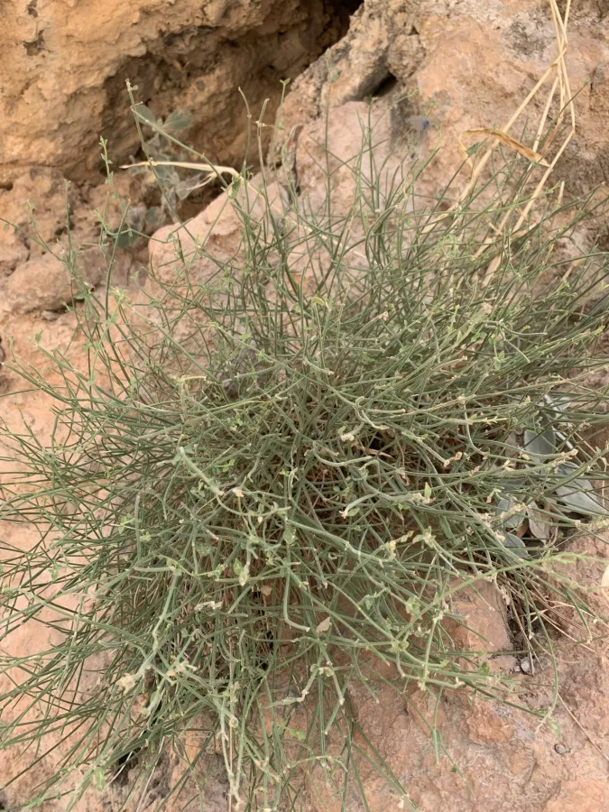 Stachys benthamiana