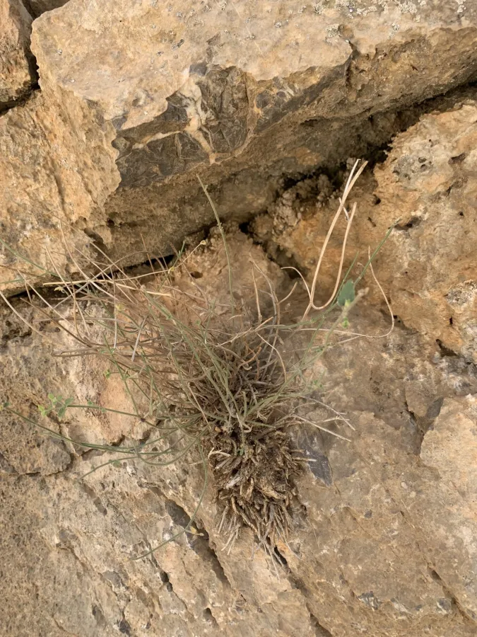 Stachys benthamiana