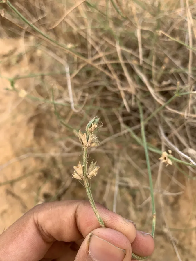 Stachys benthamiana