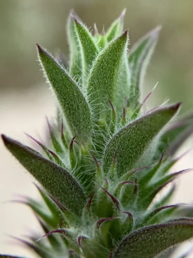 Stachys burgsdorffioides