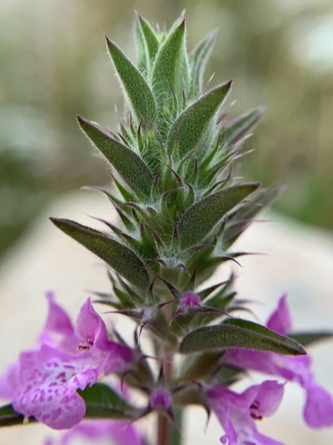 Stachys burgsdorffioides