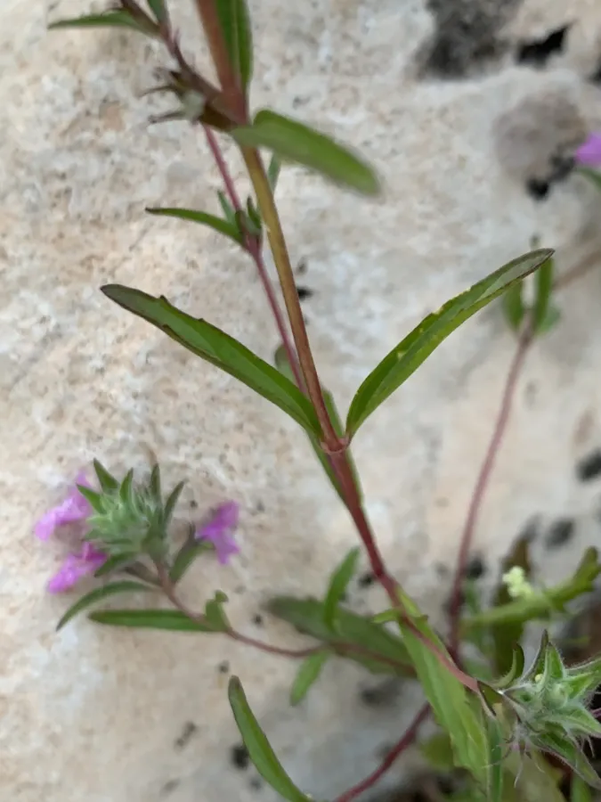 Stachys burgsdorffioides