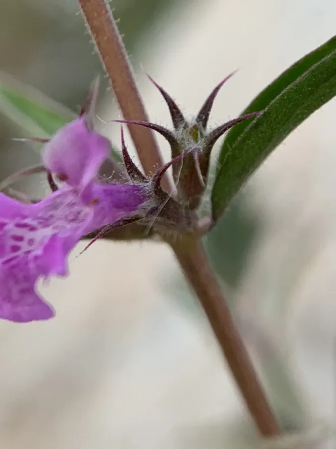 Stachys burgsdorffioides