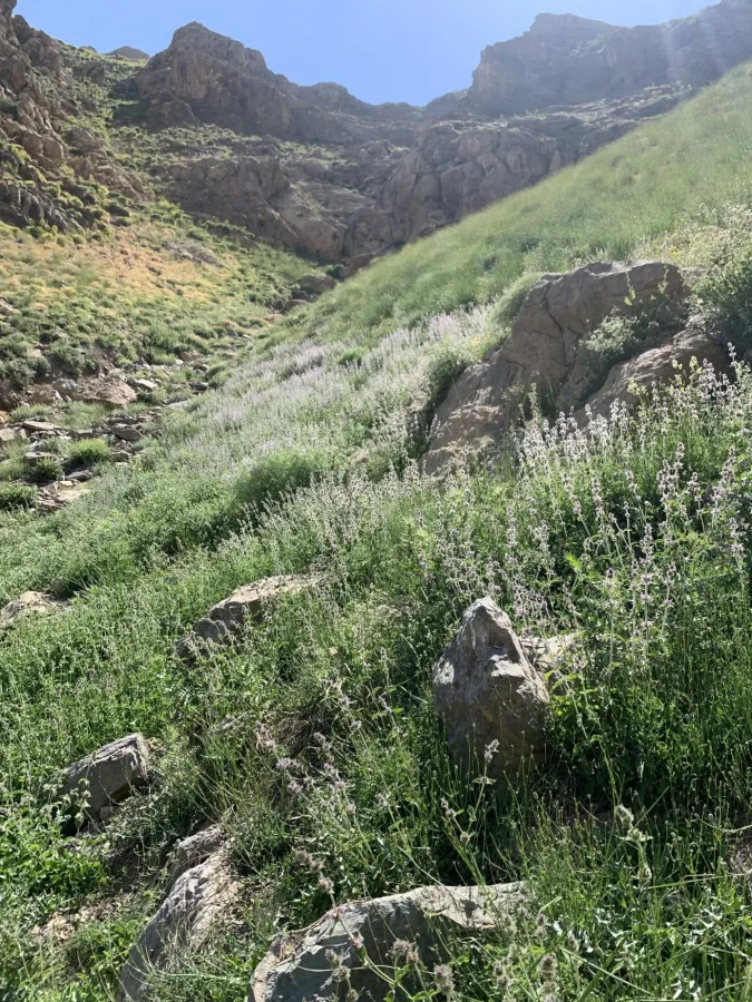 Stachys carduchorum