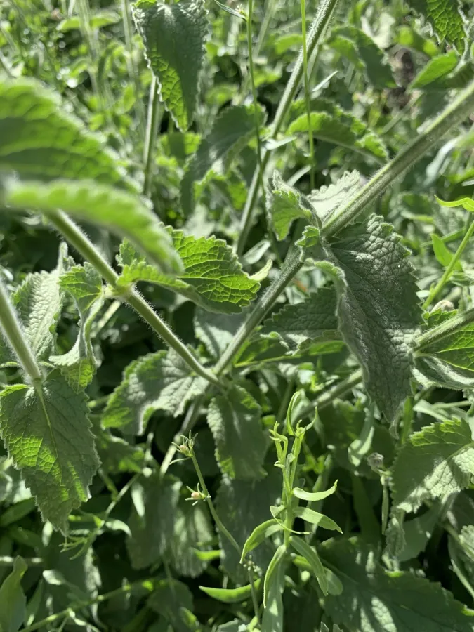 Stachys carduchorum