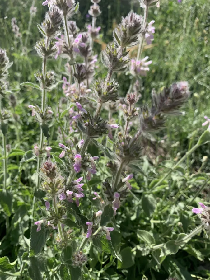 Stachys carduchorum