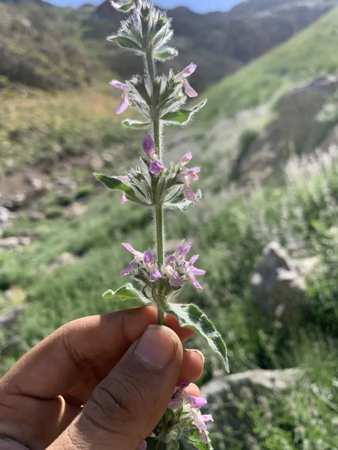Stachys carduchorum