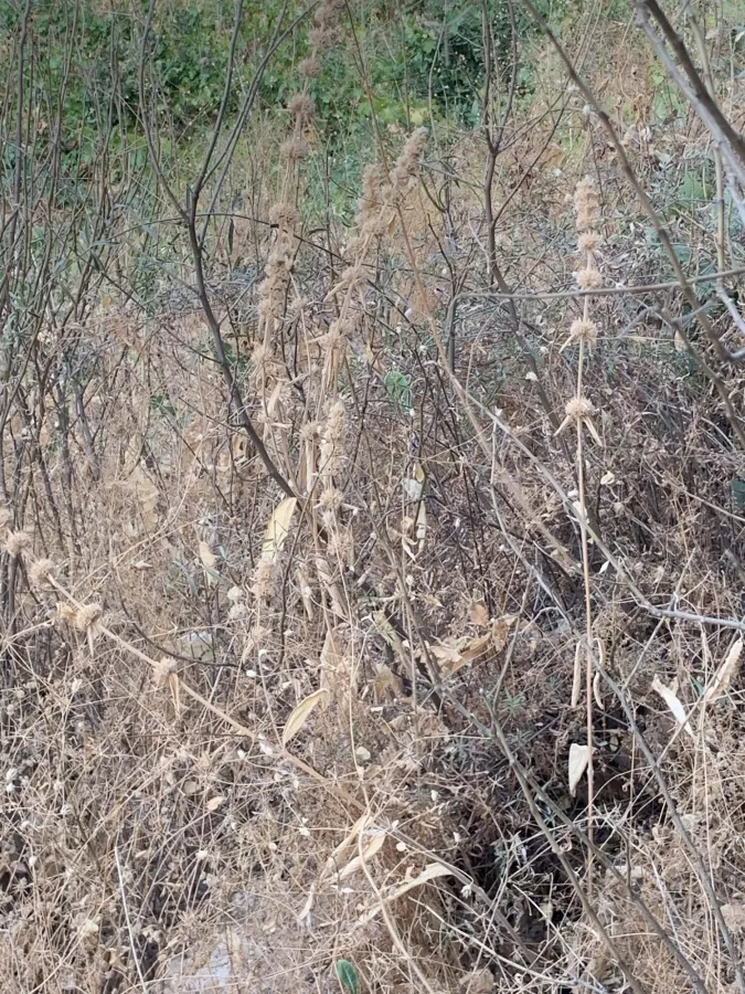Stachys cretica