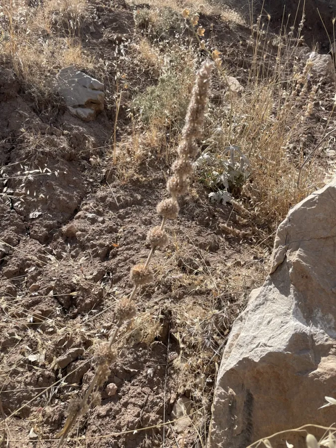 Stachys cretica
