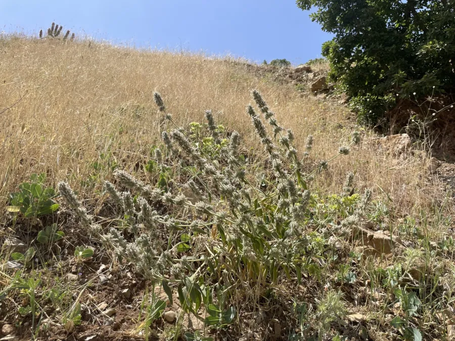 Stachys cretica