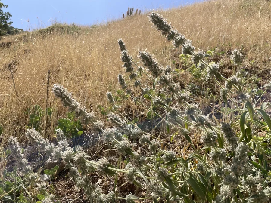 Stachys cretica