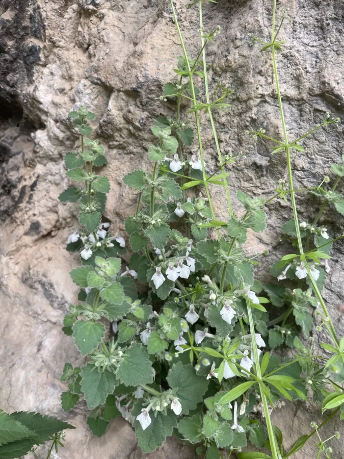 Stachys fragillima