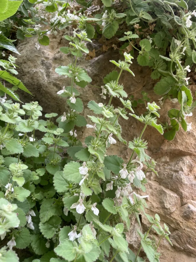 Stachys fragillima