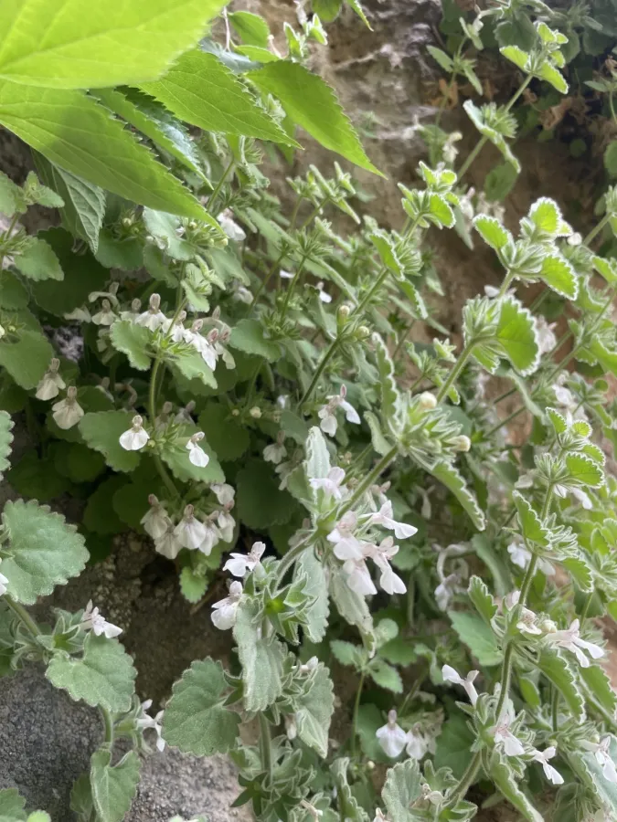 Stachys fragillima
