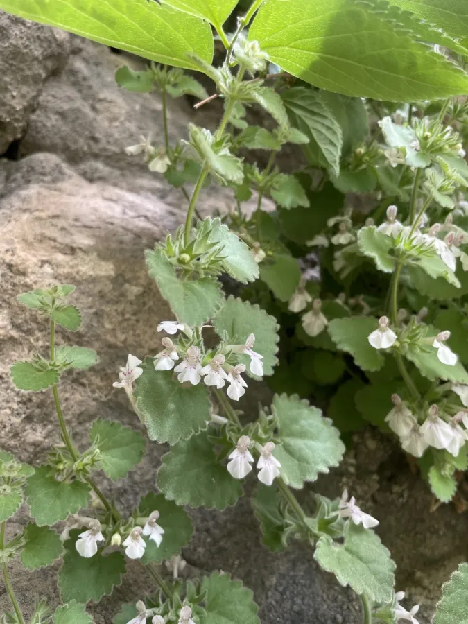 Stachys fragillima