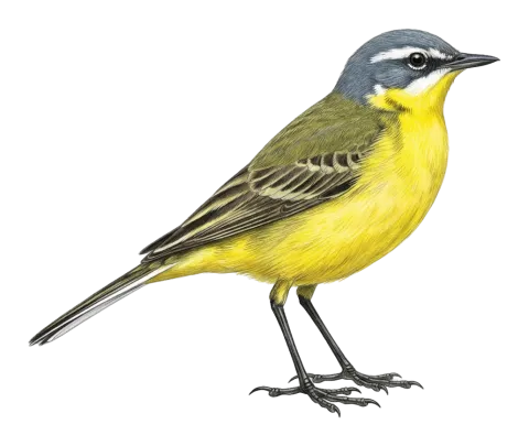 Yellow Wagtail