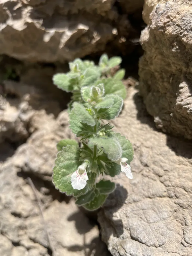 Stachys fragillima
