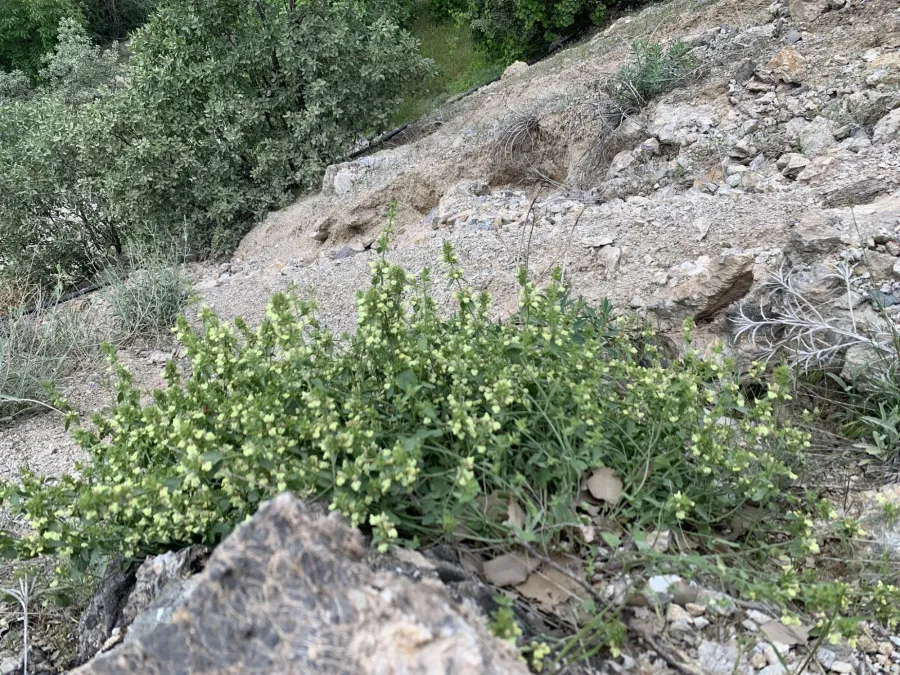 Stachys kurdica